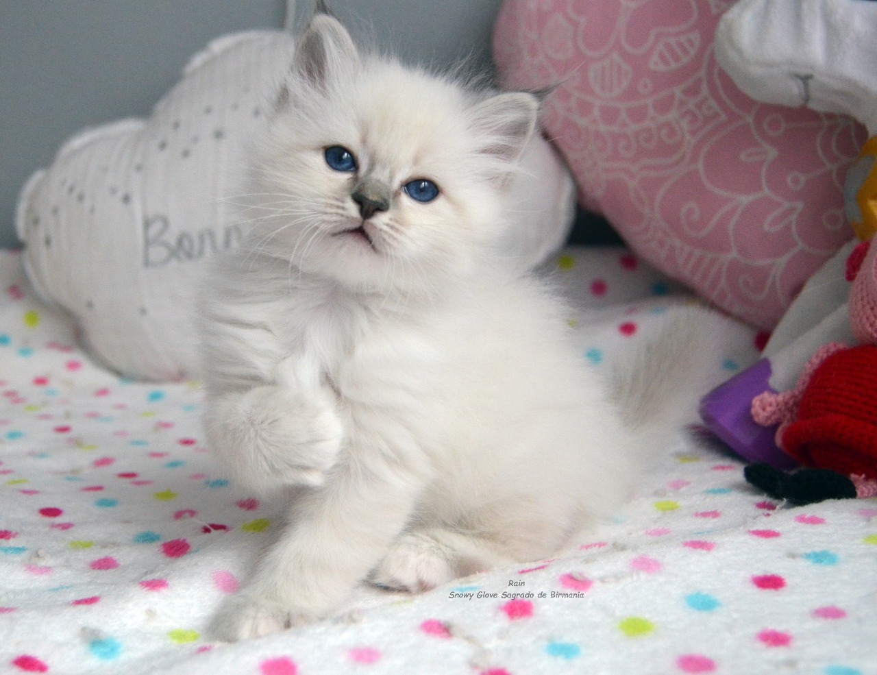 gatos, gatitos, snowy glove, sagrados de birmania, birmanos